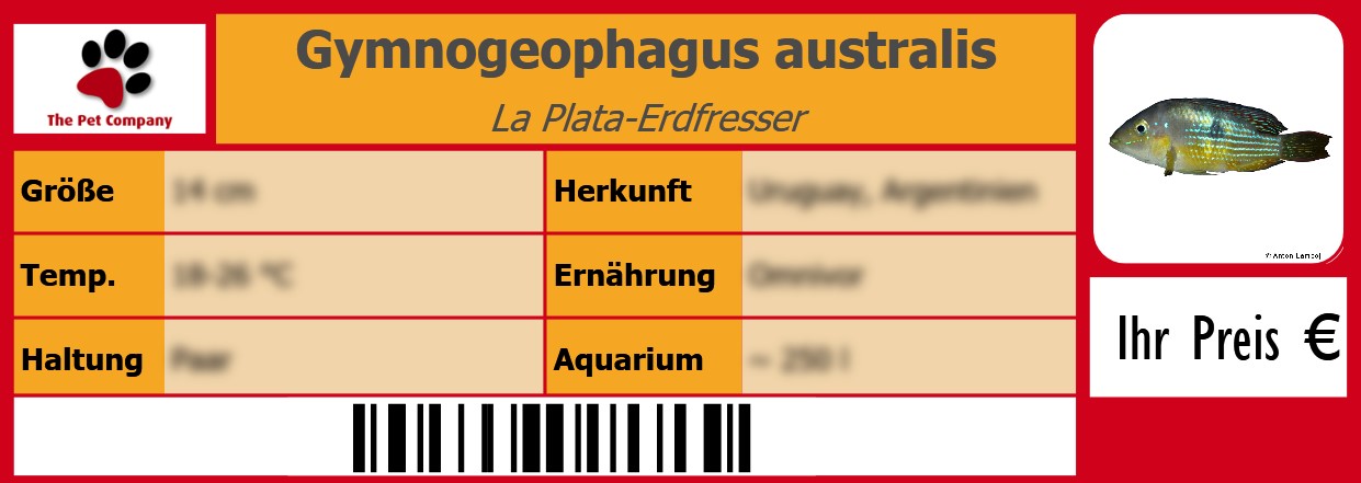 Gymnogeophagus australis La Plata-Erdfresser 105 x 38 mm