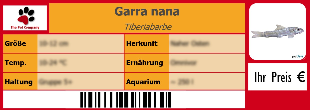 Garra nana Tiberiabarbe 105 x 38 mm
