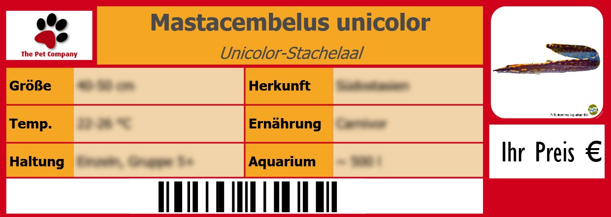 Mastacembelus unicolor Unicolor-Stachelaal 105 x 38 mm