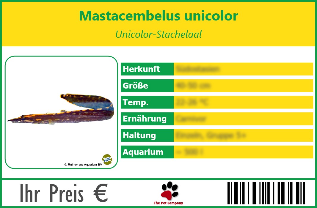Mastacembelus unicolor Unicolor-Stachelaal 90 x 60 mm