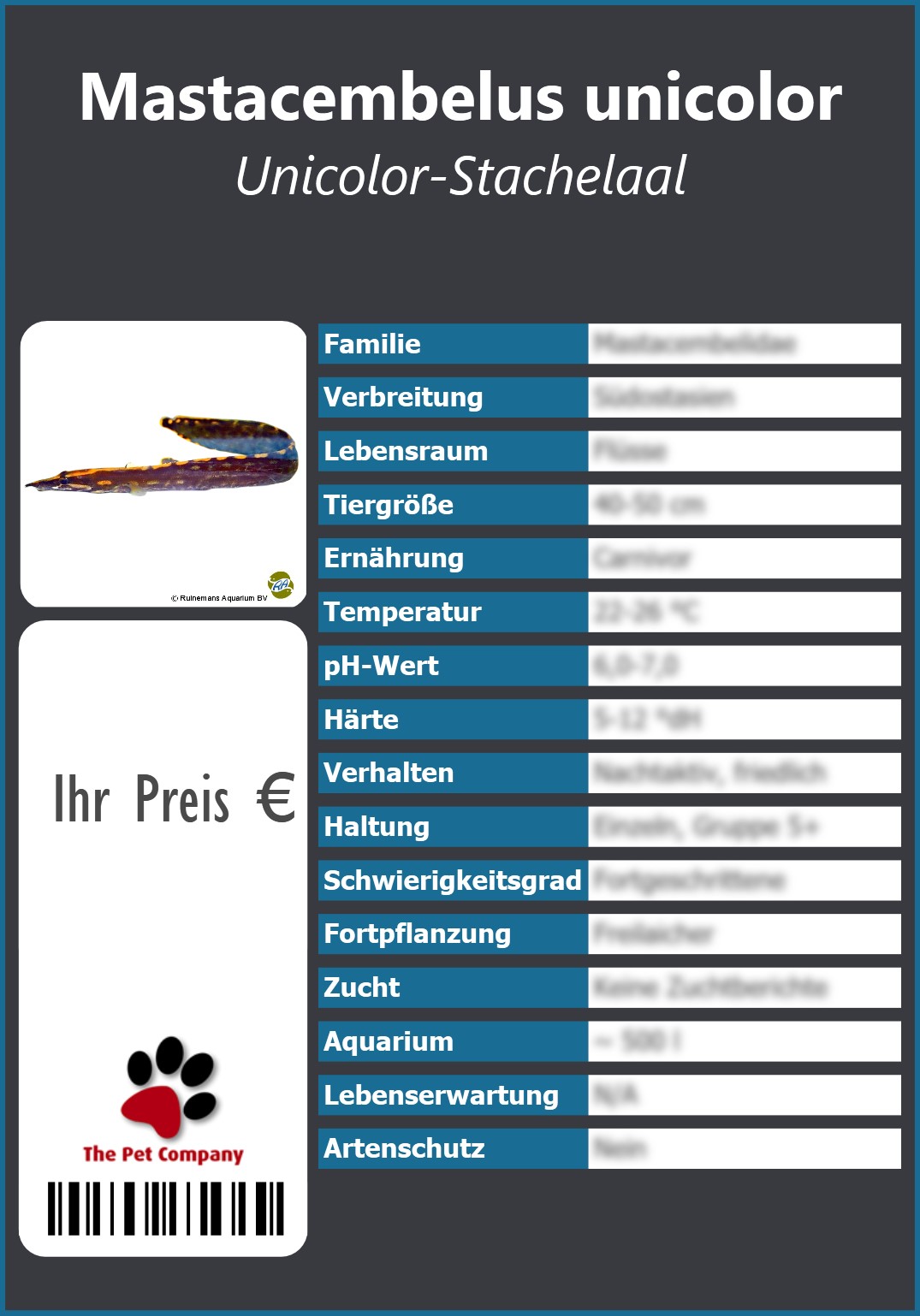 Mastacembelus unicolor Unicolor-Stachelaal 91 x 130 mm