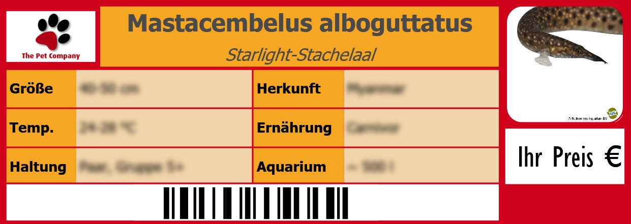 Mastacembelus alboguttatus Starlight-Stachelaal 105 x 38 mm