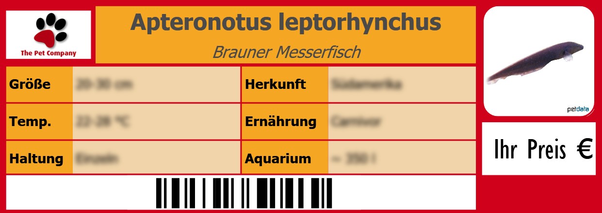 Apteronotus leptorhynchus Brauner Messerfisch 105 x 38 mm