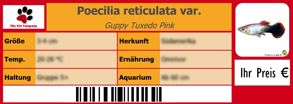 Poecilia reticulata var. Guppy Tuxedo Pink 105 x 38 mm