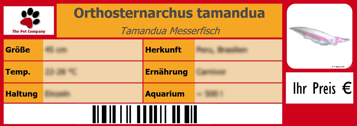 Orthosternarchus tamandua Tamandua Messerfisch 105 x 38 mm