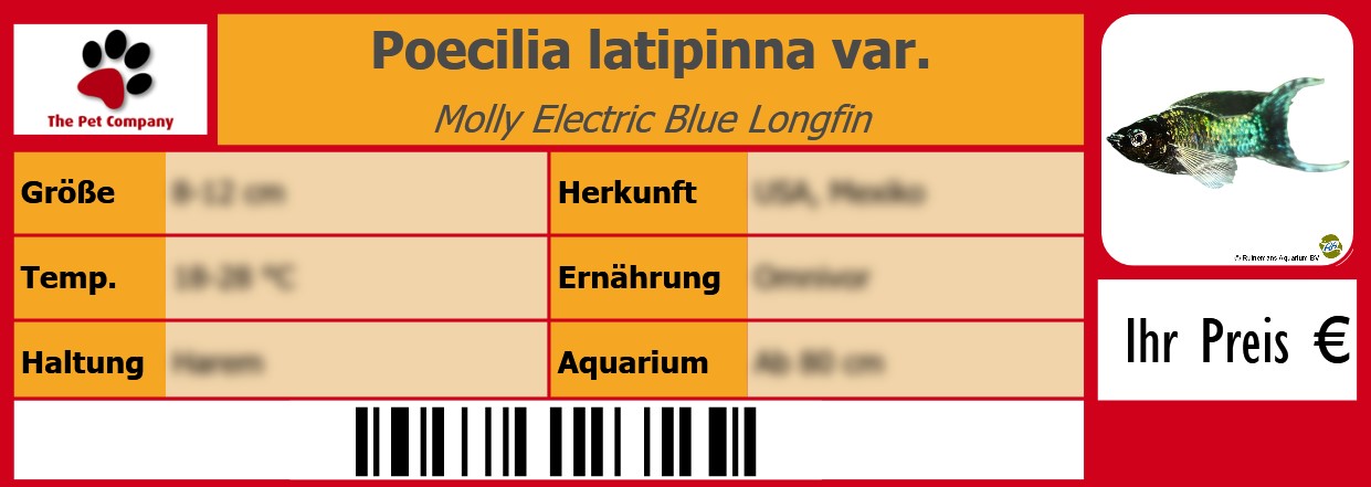 Poecilia latipinna var. Molly Electric Blue Longfin 105 x 38 mm