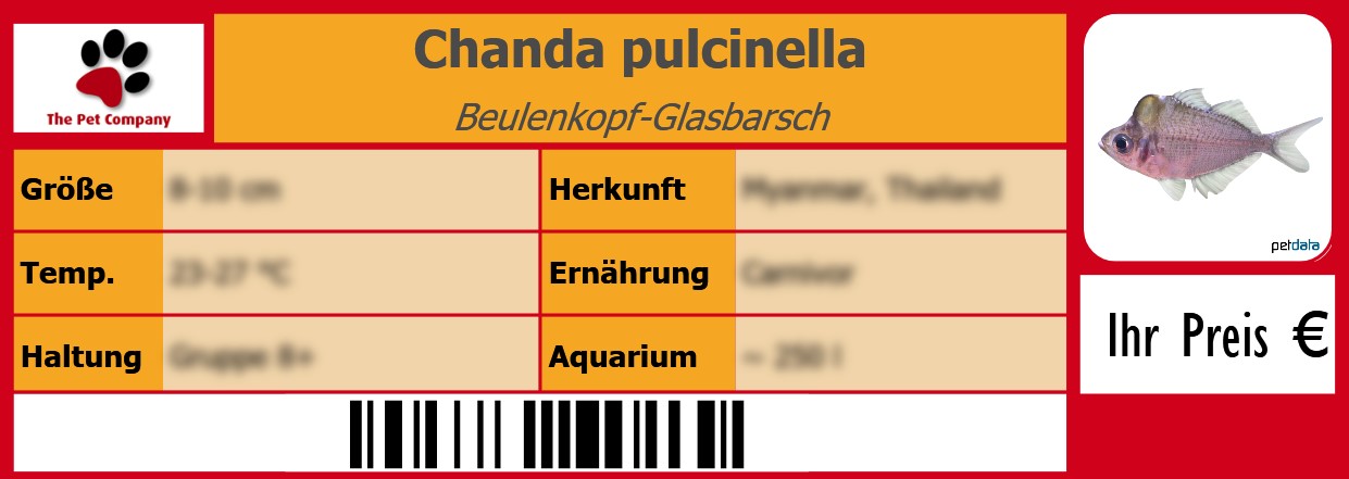 Chanda pulcinella Beulenkopf-Glasbarsch 105 x 38 mm