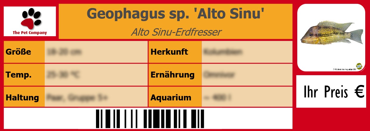 Geophagus sp. 'Alto Sinu' Alto Sinu-Erdfresser 105 x 38 mm