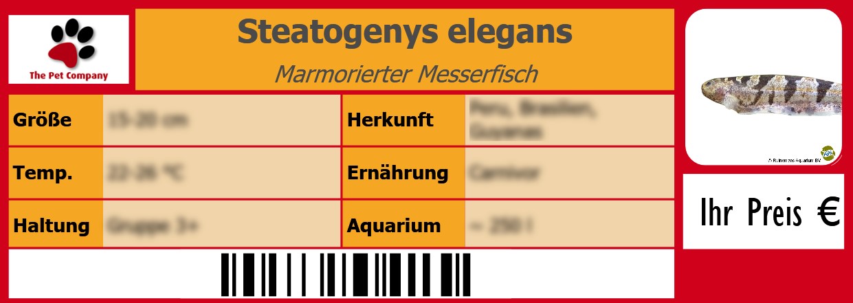Steatogenys elegans Marmorierter Messerfisch 105 x 38 mm