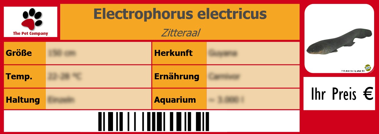 Electrophorus electricus Zitteraal 105 x 38 mm
