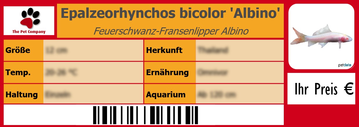 Epalzeorhynchos bicolor 'Albino' Feuerschwanz-Fransenlipper Albino 105 x 38 mm