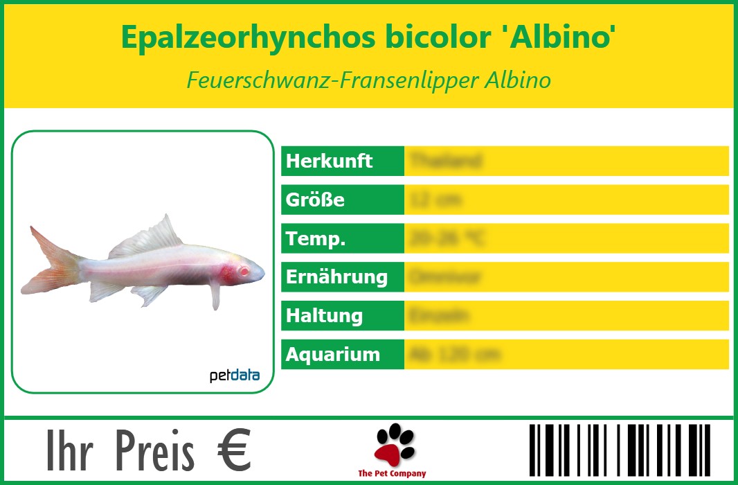 Epalzeorhynchos bicolor 'Albino' Feuerschwanz-Fransenlipper Albino 90 x 60 mm