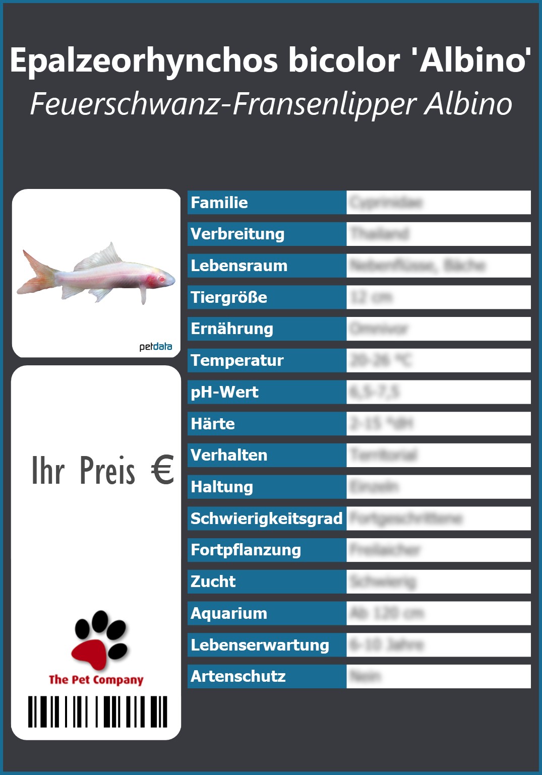 Epalzeorhynchos bicolor 'Albino' Feuerschwanz-Fransenlipper Albino 91 x 130 mm
