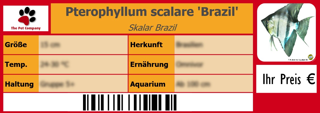 Pterophyllum scalare 'Brazil' Skalar Brazil 105 x 38 mm