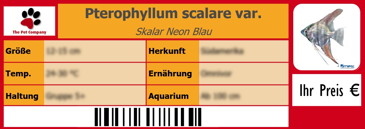 Pterophyllum scalare var. Skalar Neon Blau 105 x 38 mm