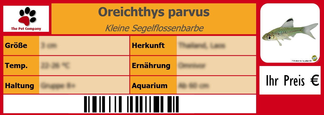 Oreichthys parvus Kleine Segelflossenbarbe 105 x 38 mm