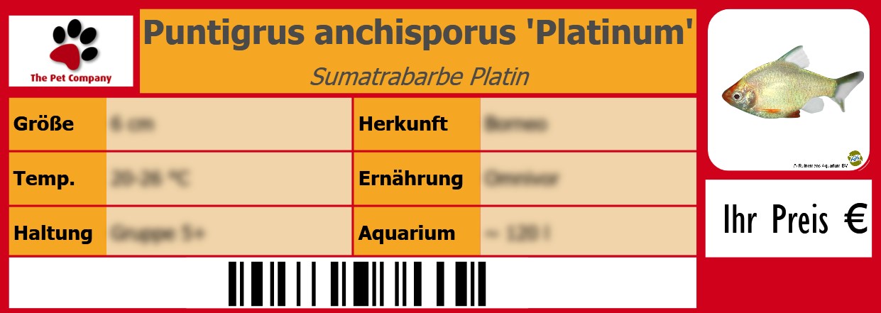 Puntigrus anchisporus 'Platinum' Sumatrabarbe Platin 105 x 38 mm