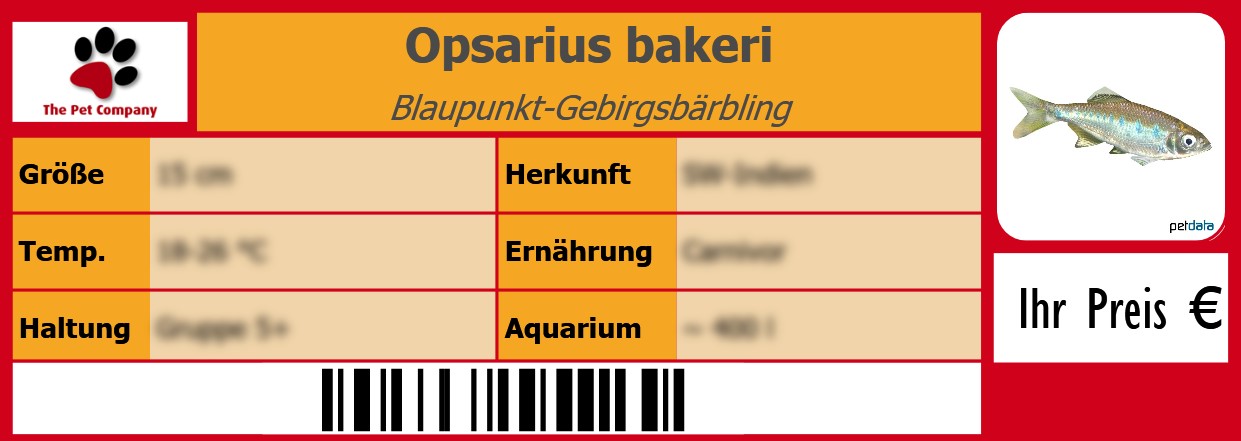 Opsarius bakeri Blaupunkt-Gebirgsbärbling 105 x 38 mm