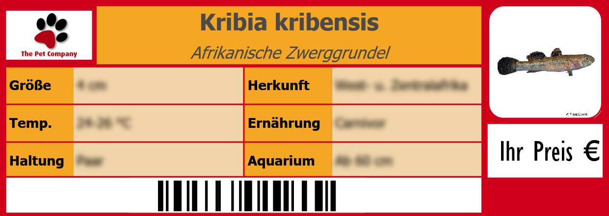 Kribia kribensis Afrikanische Zwerggrundel 105 x 38 mm