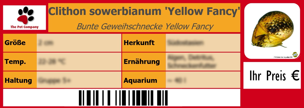 Clithon sowerbianum 'Yellow Fancy' Bunte Geweihschnecke Yellow Fancy 105 x 38 mm