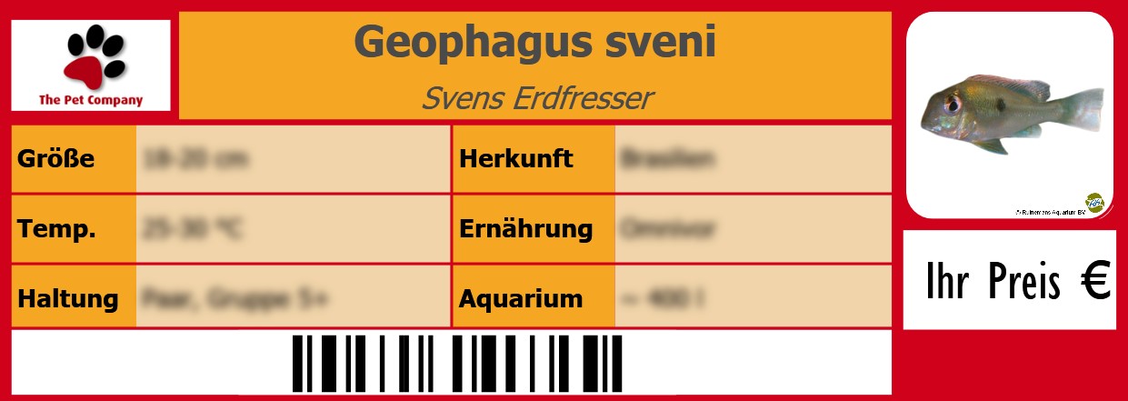 Geophagus sveni Svens Erdfresser 105 x 38 mm