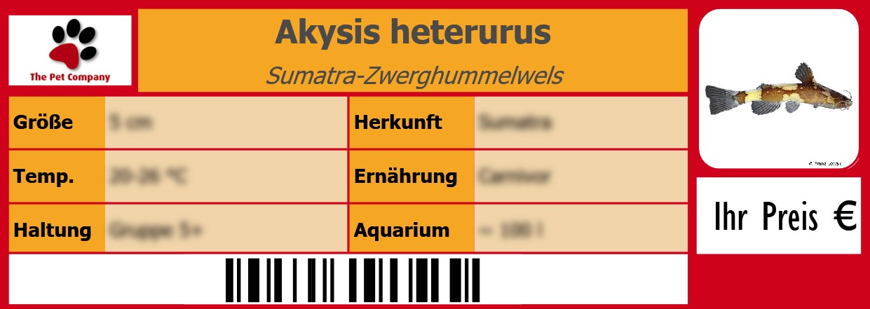 Akysis heterurus Sumatra-Zwerghummelwels 105 x 38 mm