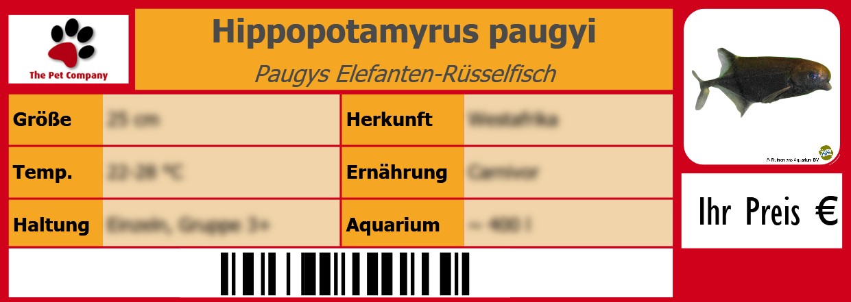 Hippopotamyrus paugyi Paugys Elefanten-Rüsselfisch 105 x 38 mm