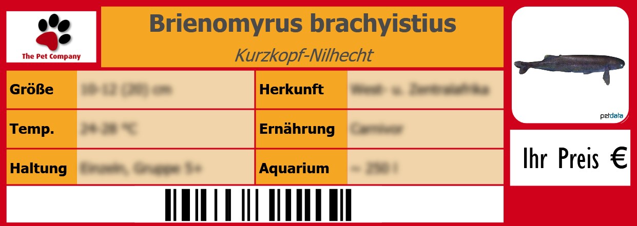 Brienomyrus brachyistius Kurzkopf-Nilhecht 105 x 38 mm