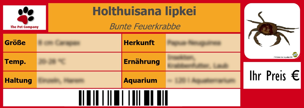 Holthuisana lipkei Bunte Feuerkrabbe 105 x 38 mm
