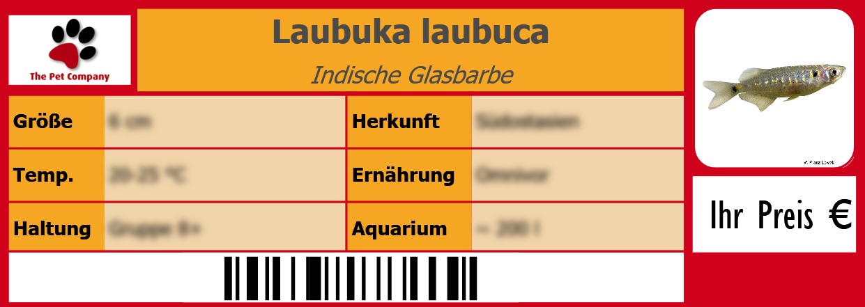 Laubuka laubuca Indische Glasbarbe 105 x 38 mm
