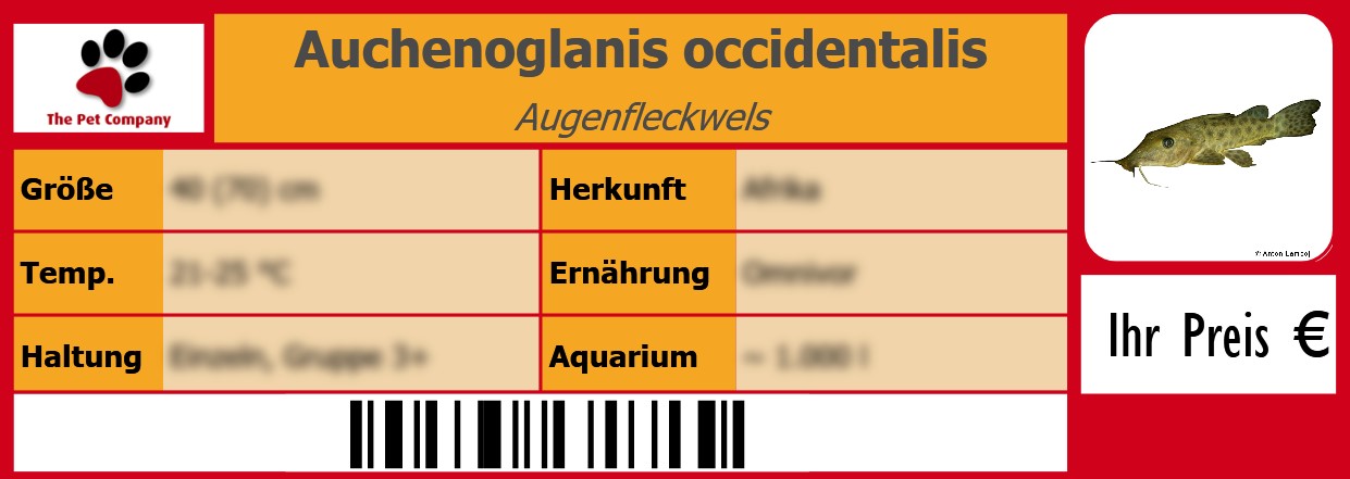 Auchenoglanis occidentalis Augenfleckwels 105 x 38 mm