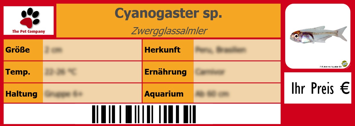 Cyanogaster sp. Zwergglassalmler 105 x 38 mm