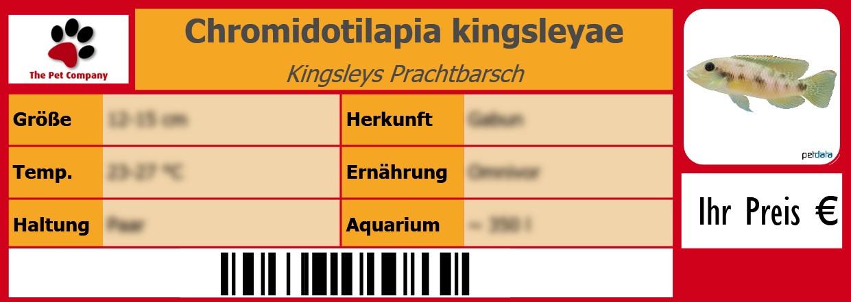 Chromidotilapia kingsleyae Kingsleys Prachtbarsch 105 x 38 mm