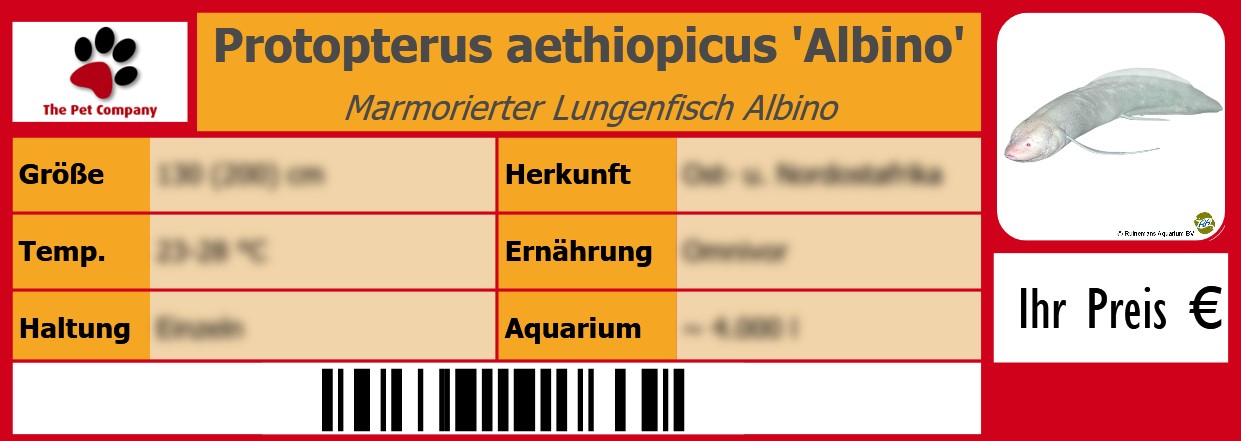 Protopterus aethiopicus 'Albino' Marmorierter Lungenfisch Albino 105 x 38 mm