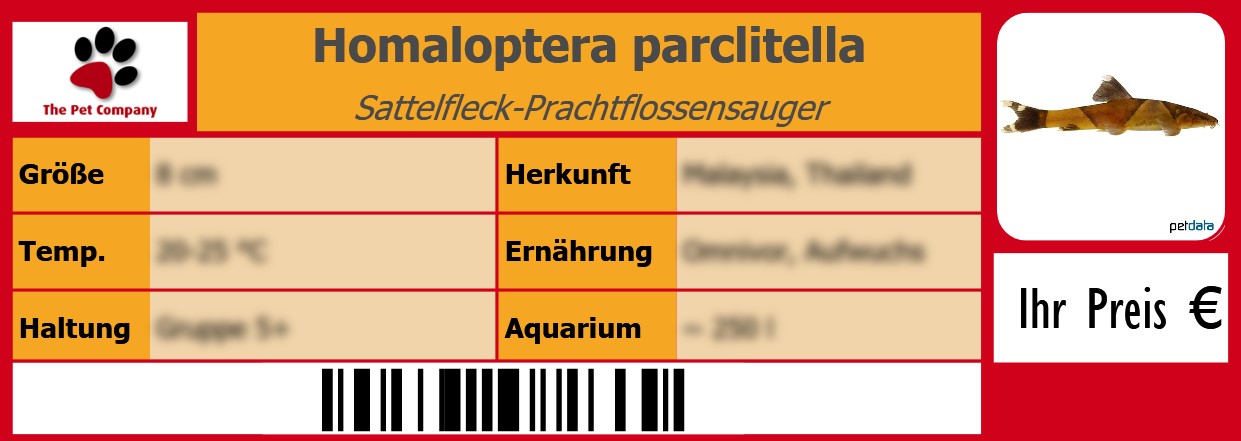 Homaloptera parclitella Sattelfleck-Prachtflossensauger 105 x 38 mm