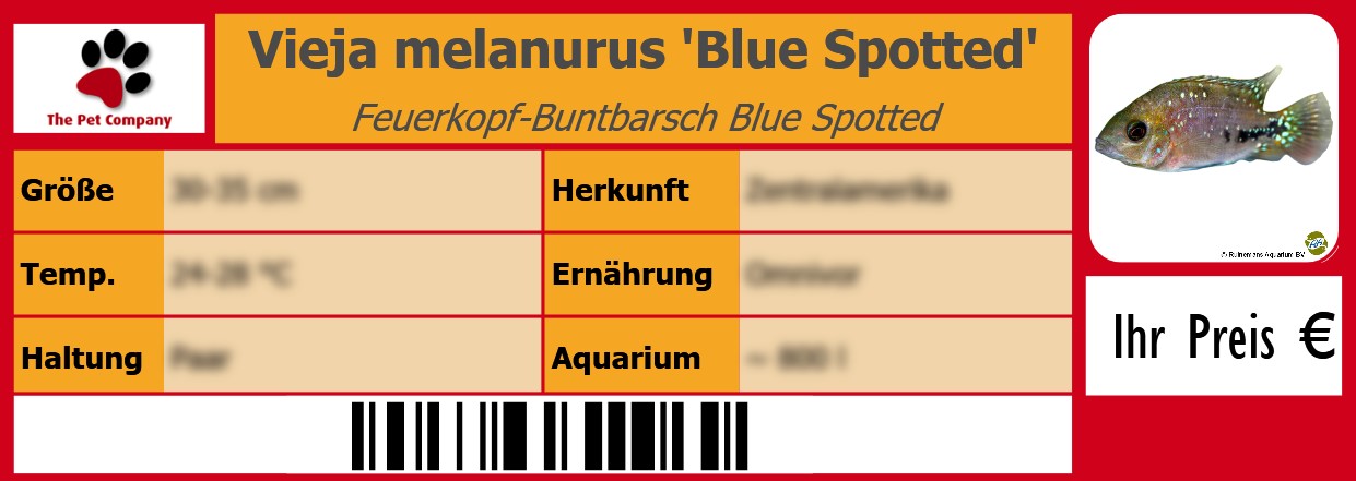 Vieja melanurus 'Blue Spotted' Feuerkopf-Buntbarsch Blue Spotted 105 x 38 mm