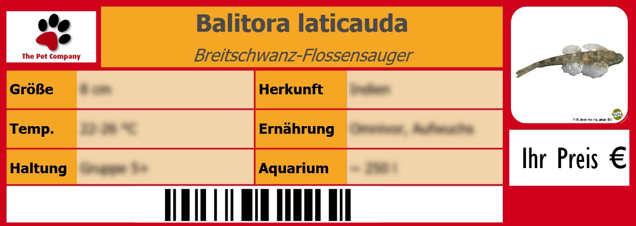Balitora laticauda Breitschwanz-Flossensauger 105 x 38 mm