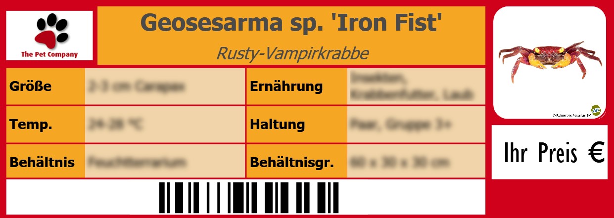 Geosesarma sp. 'Iron Fist' Rusty-Vampirkrabbe 105 x 38 mm