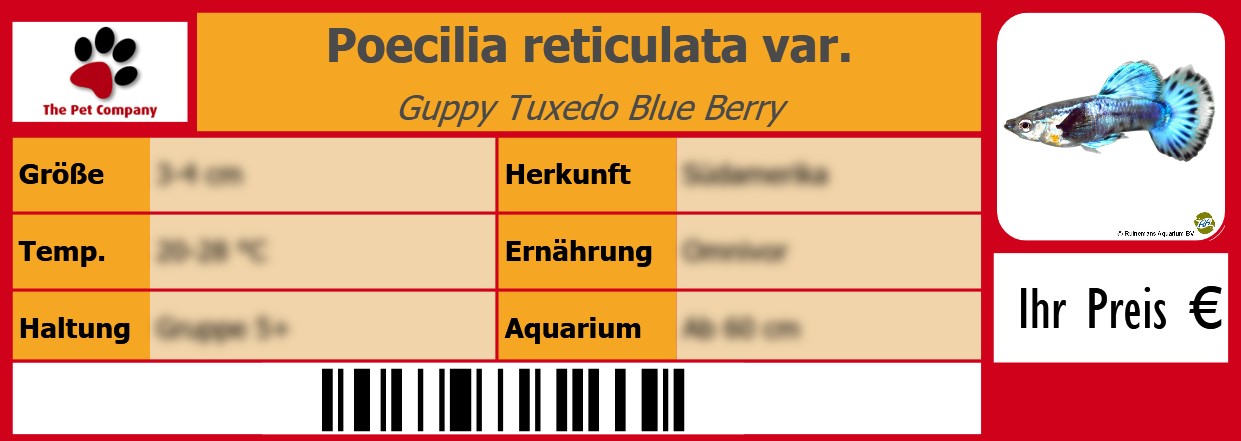 Poecilia reticulata var. Guppy Tuxedo Blue Berry 105 x 38 mm