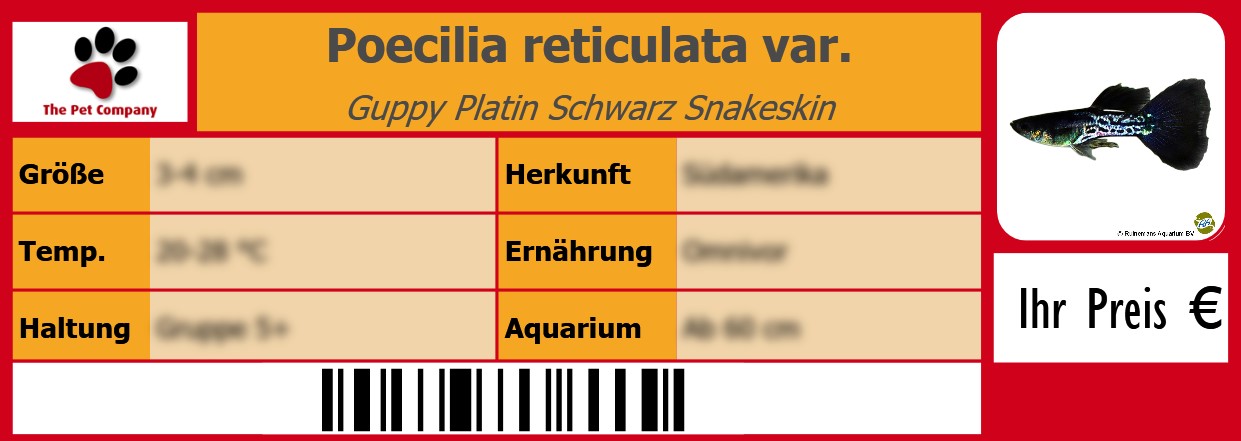 Poecilia reticulata var. Guppy Platin Schwarz Snakeskin 105 x 38 mm