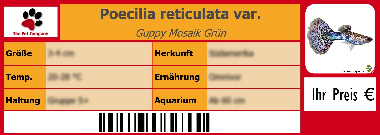 Poecilia reticulata var. Guppy Mosaik Grün 105 x 38 mm