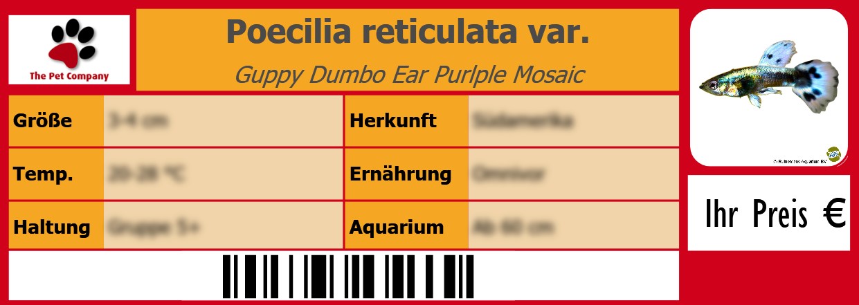 Poecilia reticulata var. Guppy Dumbo Ear Purlple Mosaic 105 x 38 mm
