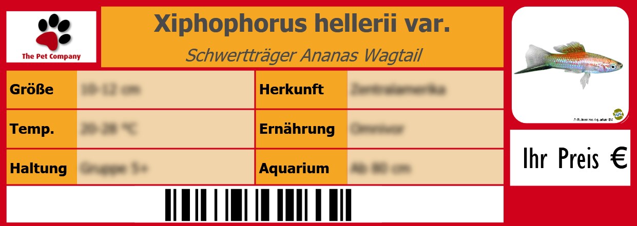 Xiphophorus hellerii var. Schwertträger Ananas Wagtail 105 x 38 mm