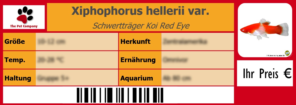 Xiphophorus hellerii var. Schwertträger Koi Red Eye 105 x 38 mm