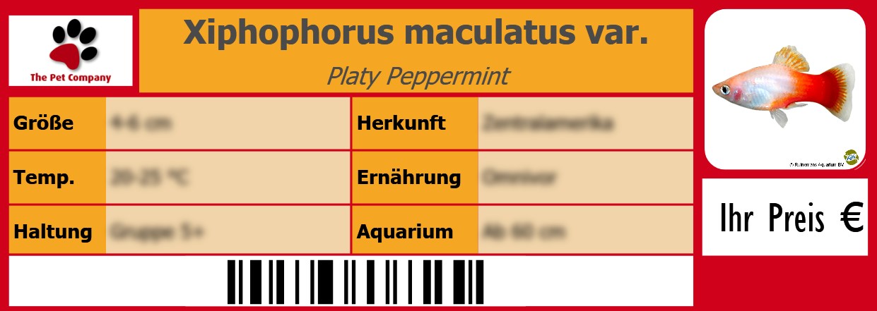 Xiphophorus maculatus var. Platy Peppermint 105 x 38 mm
