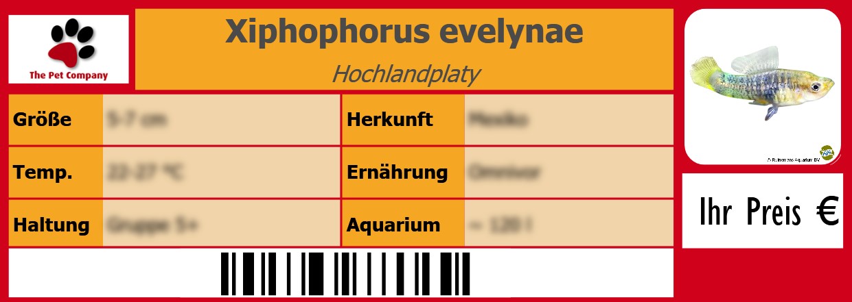 Xiphophorus evelynae Hochlandplaty 105 x 38 mm