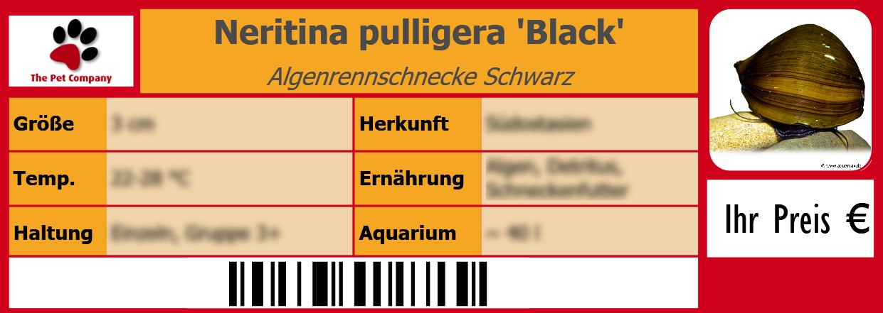 Neritina pulligera 'Black' Algenrennschnecke Schwarz 105 x 38 mm