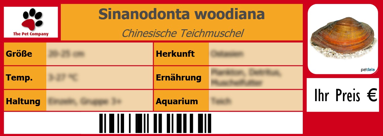 Sinanodonta woodiana Chinesische Teichmuschel 105 x 38 mm