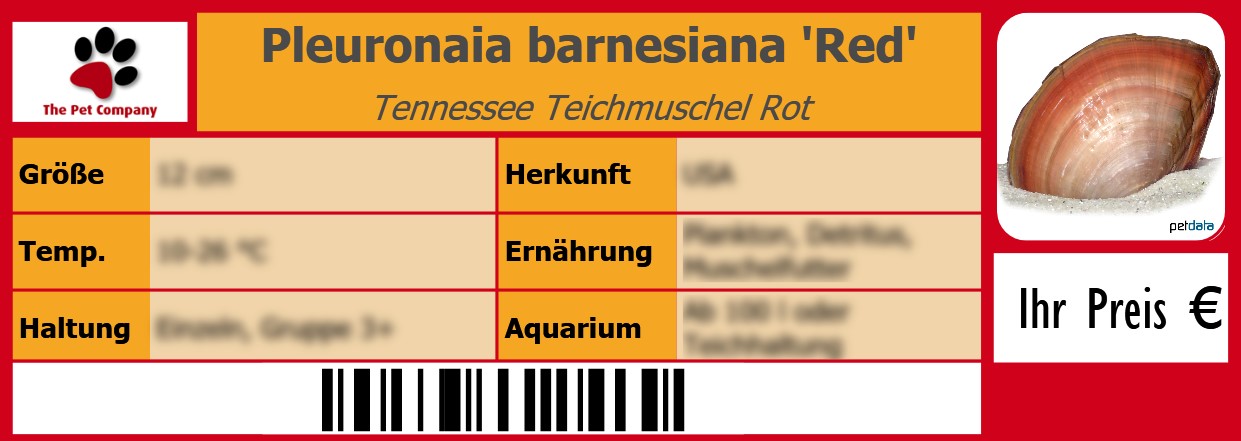 Pleuronaia barnesiana 'Red' Tennessee Teichmuschel Rot 105 x 38 mm