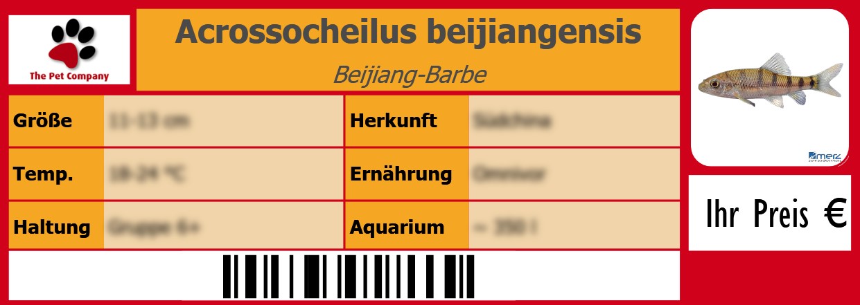 Acrossocheilus beijiangensis Beijiang-Barbe 105 x 38 mm